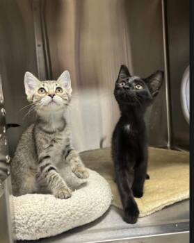 Ashley -  Domestic Short Hair Cat for Adoption in Collierville, Tennessee - Ashley | PetCurious