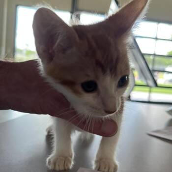 Aniya -  Domestic Short Hair Cat for Adoption in Leander, Texas - Aniya | PetCurious