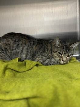 Rescue Domestic Short Hair Cats for Adoption in San Luis Obispo, California - Misty | PetCurious