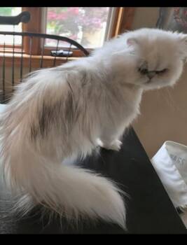 Tashi - Purebred Persian -  Persian Cat for Adoption in Muskego, Wisconsin - Tashi - Purebred Persian | PetCurious