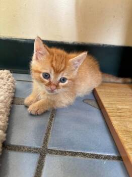 Brie -  Domestic Short Hair Cat for Adoption in Cortland, New York - Brie | PetCurious