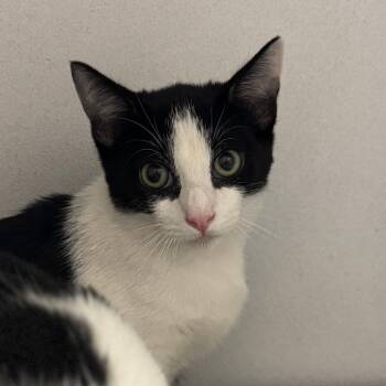 Rescue Domestic Short Hair Cats for Adoption in Akron, New York - Dr Pepper ARC2025-305 | PetCurious