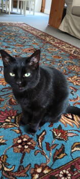 Rescue Domestic Short Hair Cats for Adoption in Buford, Georgia - Pepper | PetCurious