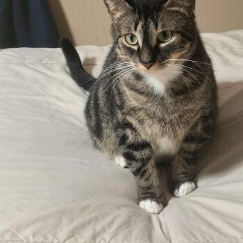 Domestic Short Hair Cats Available for Adoption - Kie | PetCurious
