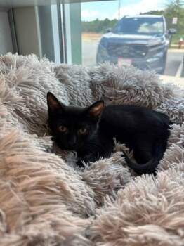 EARLY BIRD -  Domestic Short Hair Cat for Adoption in Leesburg, Virginia - EARLY BIRD | PetCurious