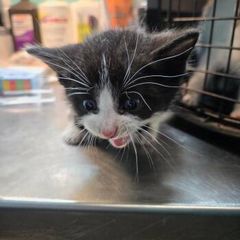 Domestic Short Hair Cats Available for Adoption in Leander, Texas - Sir Pounce-a-lot | PetCurious