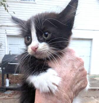 Rescue Domestic Short Hair Cats for Adoption in Fosters, Alabama - WEDNESDAY | PetCurious