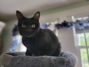 Rescue Domestic Short Hair Cats for Adoption in Niles, Michigan - Bubbles | PetCurious