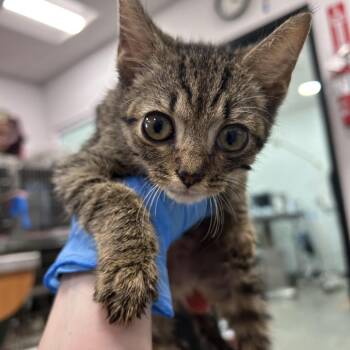 Rose -  Domestic Short Hair Cat for Adoption in Newark, New Jersey - Rose | PetCurious