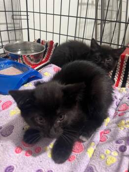 Sarah -  Domestic Short Hair Cat for Adoption in Kell, Illinois - Sarah | PetCurious