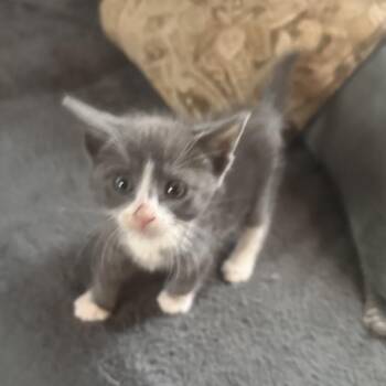 RJ -  Domestic Short Hair Cat for Adoption in Columbia, Missouri - RJ | PetCurious