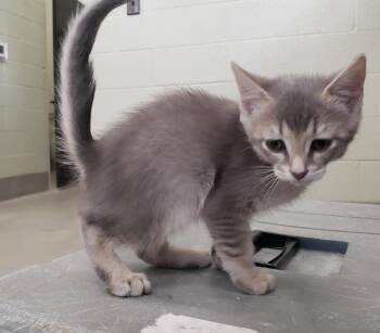 Domestic Short Hair Cats Available for Adoption - Caesar | PetCurious