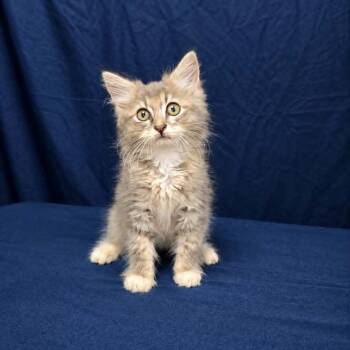 Poppy -  Domestic Medium Hair Cat for Adoption in Harrisonburg, Virginia - Poppy | PetCurious