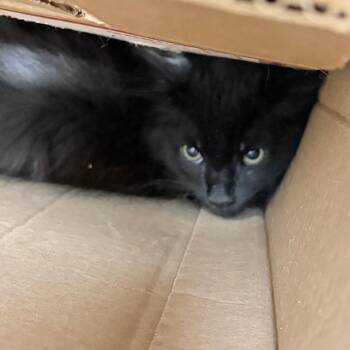 Domestic Short Hair Cats Available for Adoption in Philadelphia, Pennsylvania - Grumpy | PetCurious