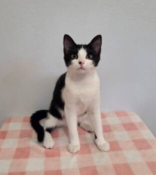 FIFA -  Tuxedo and Domestic Short Hair Cat for Adoption in High Ridge, Missouri - FIFA | PetCurious