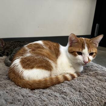 Huzzah -  Domestic Short Hair Cat for Adoption in Evanston, Illinois - Huzzah | PetCurious
