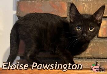 Eloise Pawsington -  Domestic Short Hair Cat for Adoption in Douglasville, Georgia - Eloise Pawsington | PetCurious