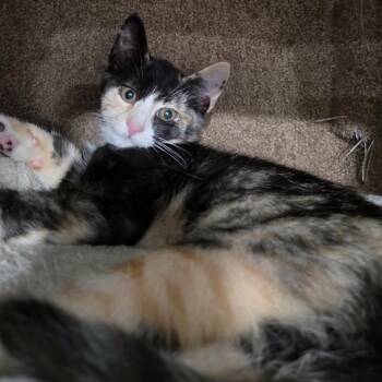 Addie -  Domestic Short Hair Cat for Adoption in Ephrata, Pennsylvania - Addie | PetCurious