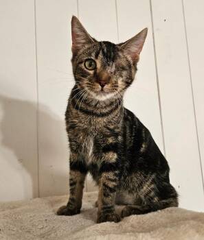 Uno -  Domestic Short Hair Cat for Adoption - Uno | PetCurious