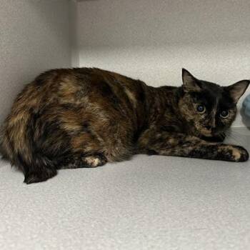 -Bunny -  Tortoiseshell and Domestic Short Hair Cat for Adoption in Red Bluff, California - -Bunny | PetCurious