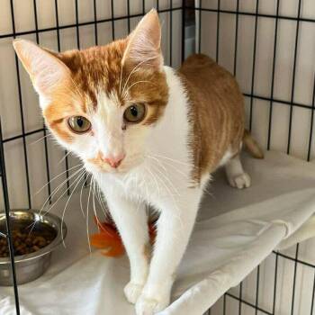Caboodle -  Domestic Short Hair Cat for Adoption in Candler, North Carolina - Caboodle | PetCurious