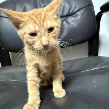 Lazy Larry -  Tabby and Domestic Short Hair Cat for Adoption in Columbia, South Carolina - Lazy Larry | PetCurious
