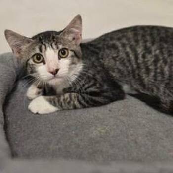 Cackle -  Tabby Cat for Adoption in Green Valley, Arizona - Cackle | PetCurious