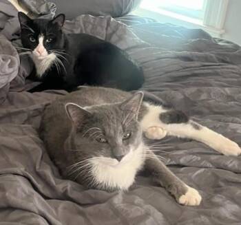 Plum and Elderberry -  Domestic Short Hair Cat Available for Adoption in Melrose, Massachusetts - Plum And Elderberry | PetCurious