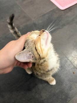 The Brain -  Calico Cat for Adoption - The Brain | PetCurious