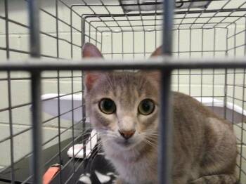 BUBBLY -  Domestic Short Hair Cat for Adoption in Tulsa, Oklahoma - BUBBLY | PetCurious