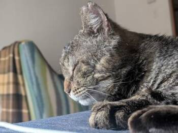 Jasmin -  Domestic Short Hair Cat Available for Adoption in Montreal, Quebec - Jasmin | PetCurious