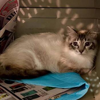 Charlotte -  Siamese Cat for Adoption in Mount Vernon, Arkansas - Charlotte | PetCurious