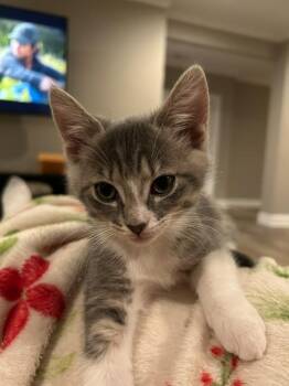Domestic Short Hair Cats Available for Adoption in Youngsville, North Carolina - Dessert26 | PetCurious