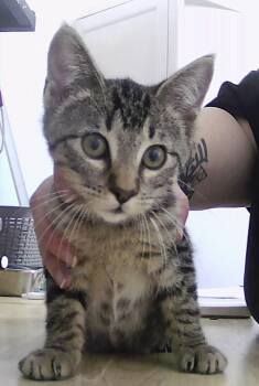 Blue -  Domestic Short Hair Cat for Adoption in Dayton, Minnesota - Blue | PetCurious