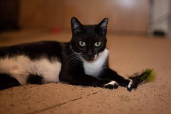 Madrina -  American Shorthair Cat for Adoption in Houston, Texas - Madrina | PetCurious