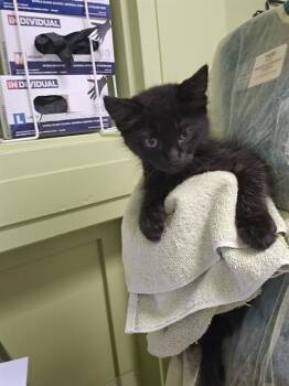 CHEDDAR -  Domestic Short Hair Cat for Adoption in Pueblo, Colorado - CHEDDAR | PetCurious