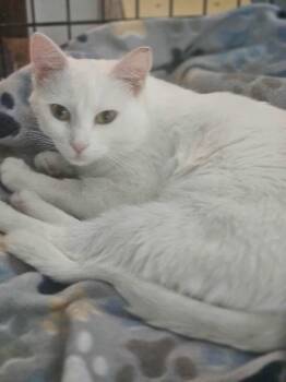 Rescue Domestic Short Hair Cats for Adoption in Brighton, New York - Sophie (Sweet LapCat) | PetCurious