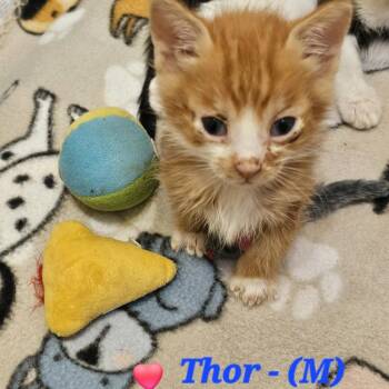 Thor -  Domestic Short Hair Cat Available for Adoption in Westminster, California - Thor | PetCurious