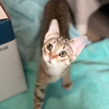 Carrot -  Domestic Short Hair Cat for Adoption in South Elgin, Illinois - Carrot | PetCurious