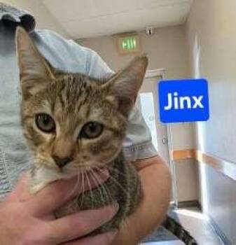 Rescue Domestic Short Hair Cats for Adoption in Sudbury, Massachusetts - Jinx | PetCurious