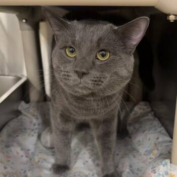 Domestic Short Hair Cats Available for Adoption in Maple Shade, New Jersey - Ashton | PetCurious