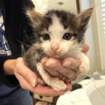 Iggy -  Domestic Long Hair Cat for Adoption in St. Cloud, Florida - Iggy | PetCurious