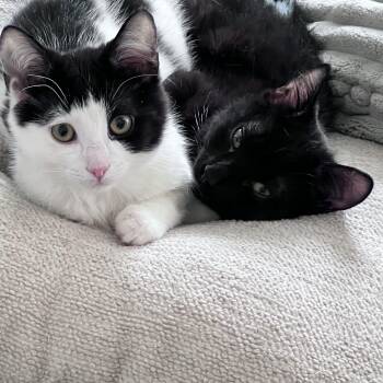 Domestic Short Hair Cats Available for Adoption - Roscoe + Gizmo | PetCurious