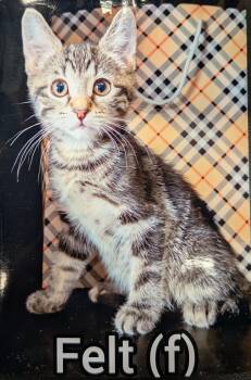 Felt -Preadoption ONLY -  Domestic Short Hair Cat for Adoption in Chilliwack, British Columbia - Felt -Preadoption ONLY | PetCurious