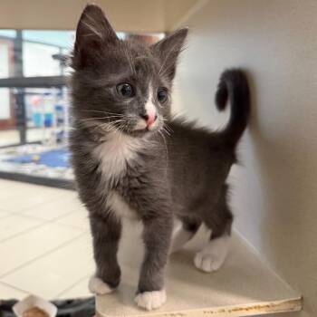 Mater -  Domestic Medium Hair Cat for Adoption in West Palm Beach, Florida - Mater | PetCurious