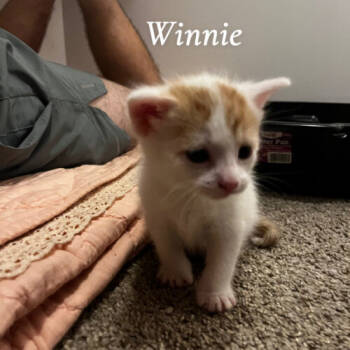 Rescue Domestic Short Hair Cats for Adoption in Chapel Hill, North Carolina - Winnie | PetCurious