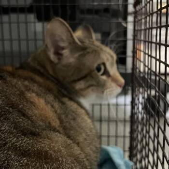 Fran -  Domestic Short Hair Cat for Adoption in Des Moines, Iowa - Fran | PetCurious