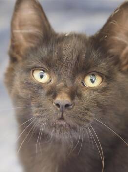 Termite -  Domestic Medium Hair Cat for Adoption in Buena Vista, Colorado - Termite | PetCurious