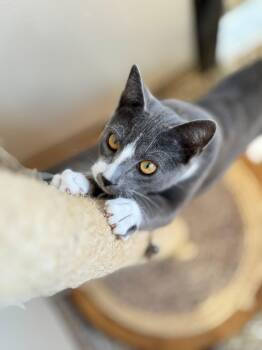 Rescue Domestic Short Hair Cats for Adoption in Hackensack, Minnesota - Collins | PetCurious