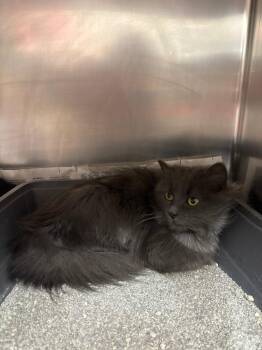 Domestic Long Hair Cats Available for Adoption - Baby Grey | PetCurious